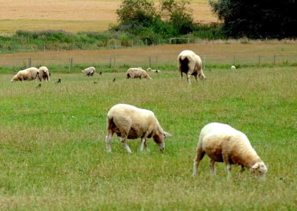 Police believe the sheep either died of shock or were crushed in the flock after being attacked by dogs