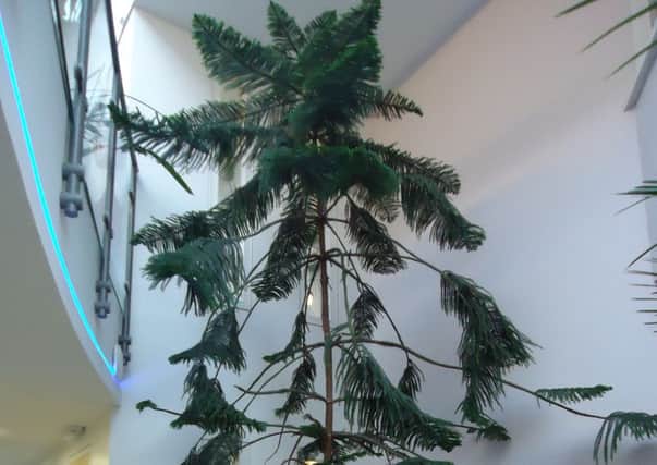 The Norfolk Island pine at Bognor Regis Nursery School