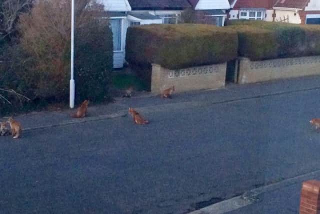 Foxes assemble opposite Goring home