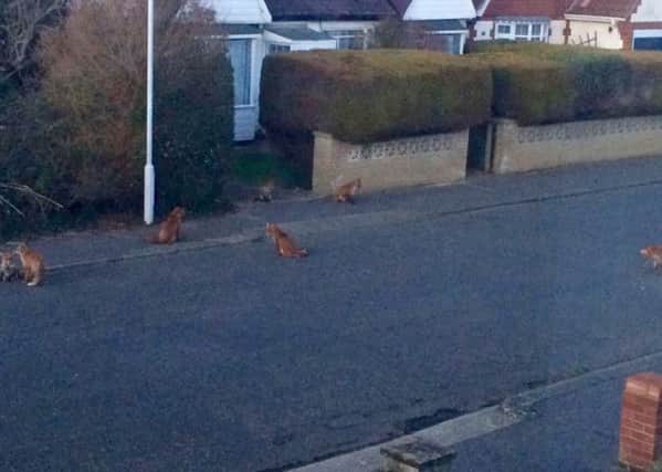 Foxes assemble opposite Goring home