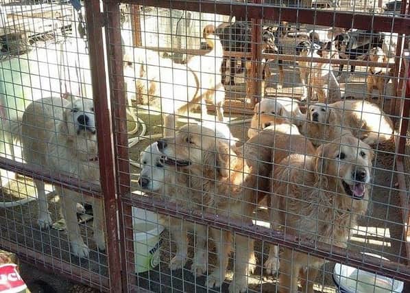 Happy Paws to rescue labradors from Turkey SUS-161103-104114001