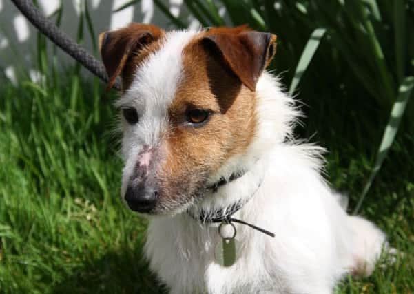 Buddy the dog was found in a bad way and not chipped, but has now been rehomed