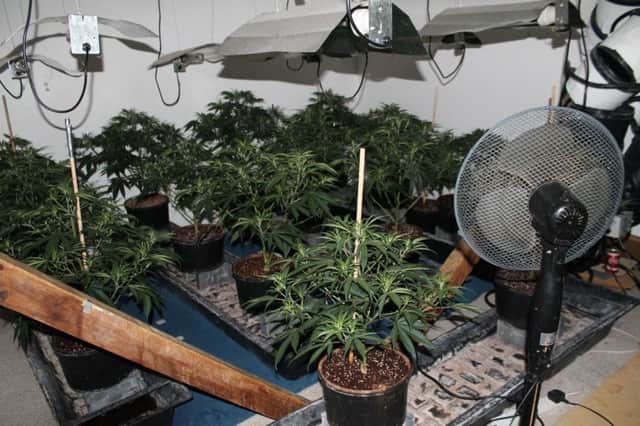 Cannabis and cultivation equipment seized in the raids