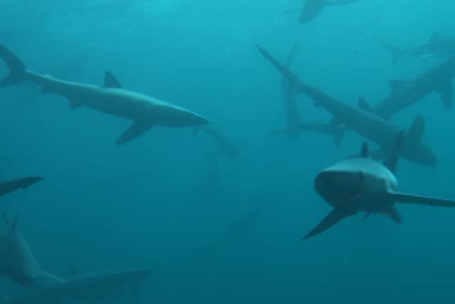 At the climax, up to 200 sharks were filmed at the whale fall