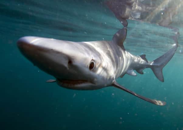 Blue sharks are just one of 30 types of shark which live or visit our shores