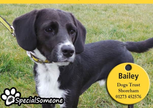 Crossbreed Bailey lost a leg in an accident but still leads a full life