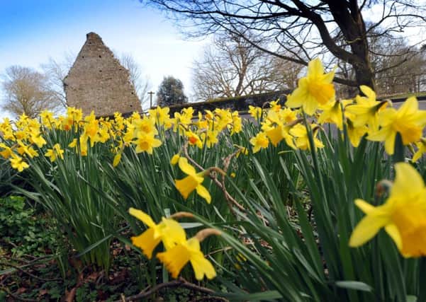 Daffodils in Winchelsea. 5/3/14 SUS-140503-144441001