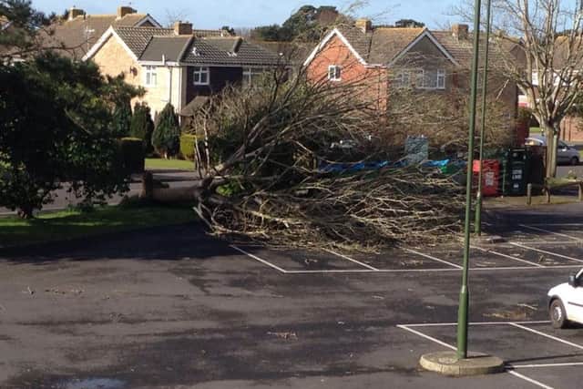 Tree down in West Meads car park, in Rose Green, near Bognor.
