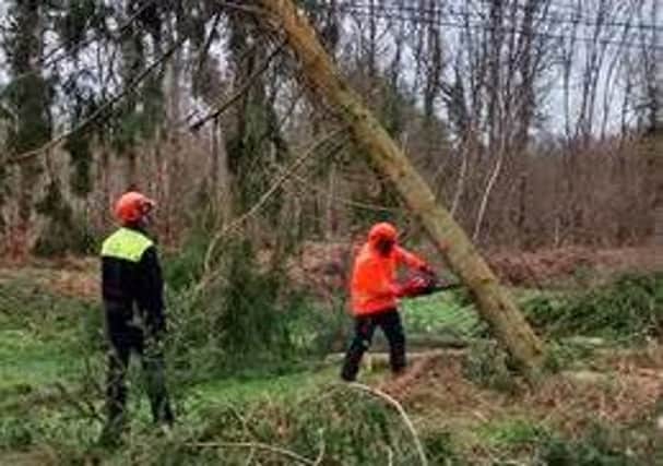 Tree brought down by Storm Katie in Fernhurst. Photo contributed by Souther Electric