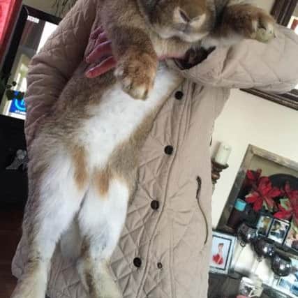 Freddie the rabbit with owner Kiera Osborne. _U_3sjowju5zQyvOgb-N