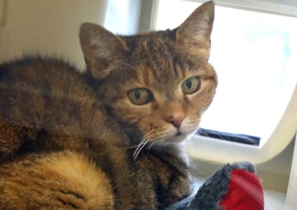 'Pickles' is one of the many cats at Bluebell Ridge (RSPCA) Cat Rehoming Centre looking for a new home SUS-160504-101515001
