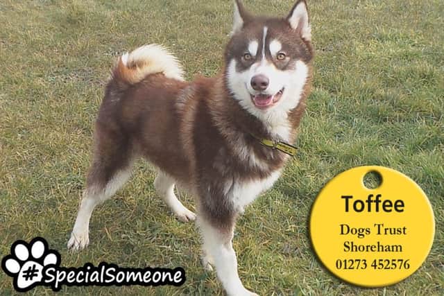 Toffee is a one-year-old male husky at Dogs Trust Shroeham