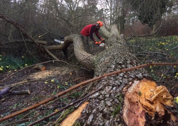 A champion tree that blew down at Nymans Garden during Storm Katie SUS-160330-162613001