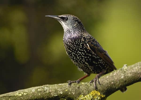 Starling, Sturnus vulgaris, perched on lichen cove. Ray Kennedy (rspb-images.com)
