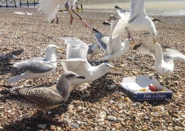Could seagulls actually solve any litter problems?