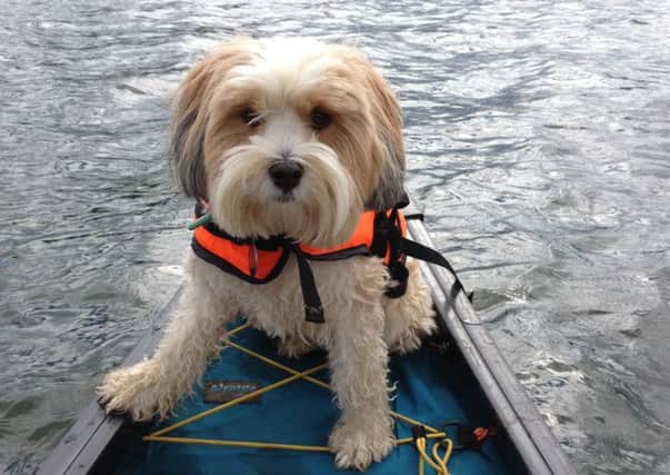 Tibetan terrier Fernie enjoys spending time going to the pub, hiking ... and kayaking SUS-160104-121335001