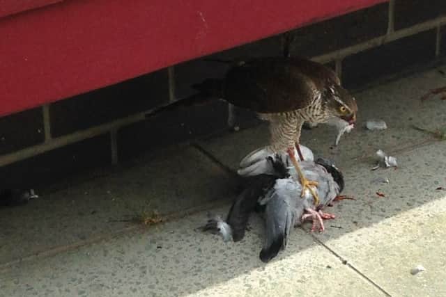 WARNING GRAPHIC CONTENT: A buzzard feasts on an unlucky pigeon near Shelley Fountain in Horsham.