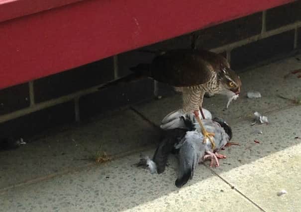 WARNING GRAPHIC CONTENT: A buzzard feasts on an unlucky pigeon near Shelley Fountain in Horsham.