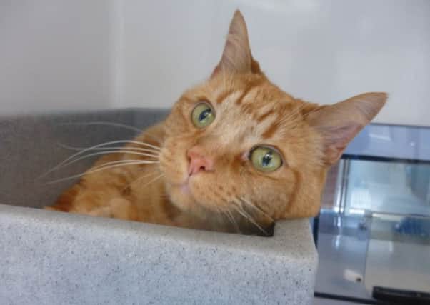 Maxwell, a diabetic cat who needs a loving new home SUS-160404-112405001
