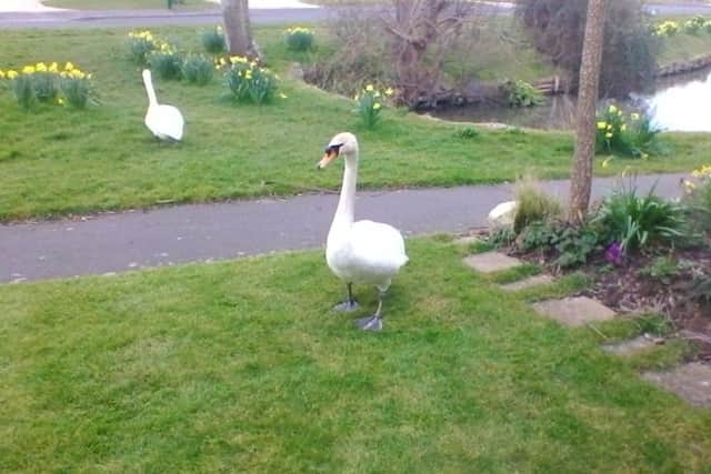 A swan has been attacked by a dog in a duck pond in Pagham.