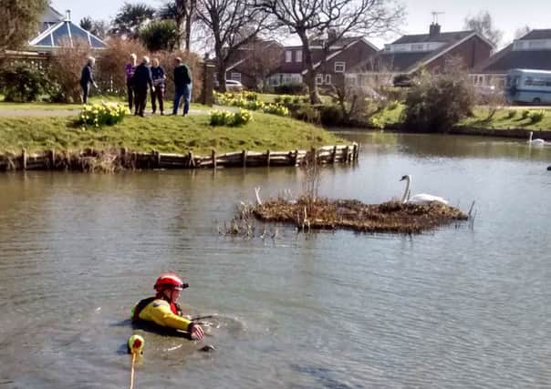 RSPCA wading out to rescue the swan