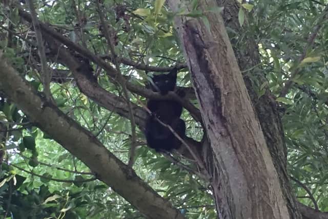 One terrified kitten was found hiding in a tree