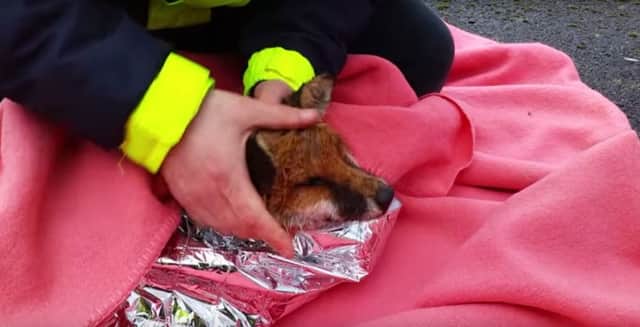 A fox was rescued from the railway line at Bishopstone Station.
