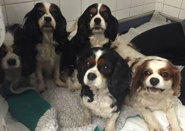 Five Cavalier King Charles spaniels rescued from a Welsh puppy farm by Worthing charity Wadars
