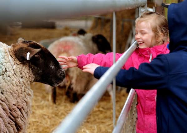 Open Lambing at Gaston Farm, School Hill, Slindon, West Sussex. Pic Steve Robards SR1609947 SUS-160804-173017001