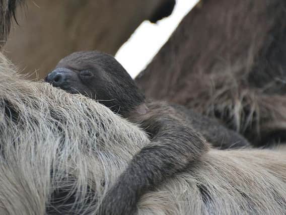 New baby sloth at Drusillas SUS-161104-125512001