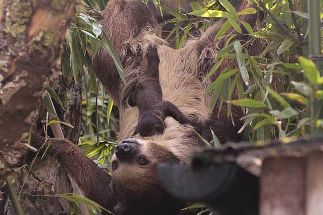 New baby sloth at Drusillas SUS-161104-125523001