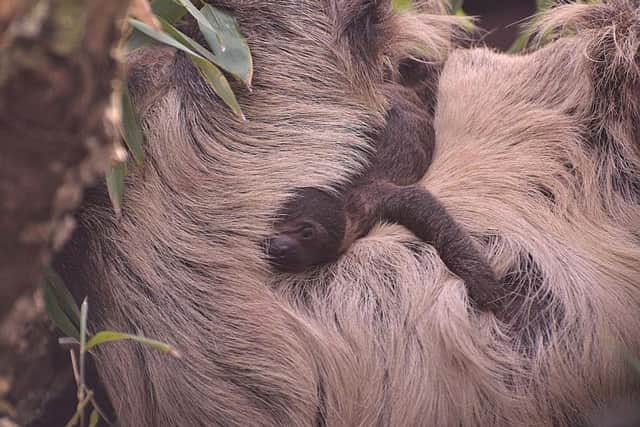 New baby sloth at Drusillas SUS-161104-125536001