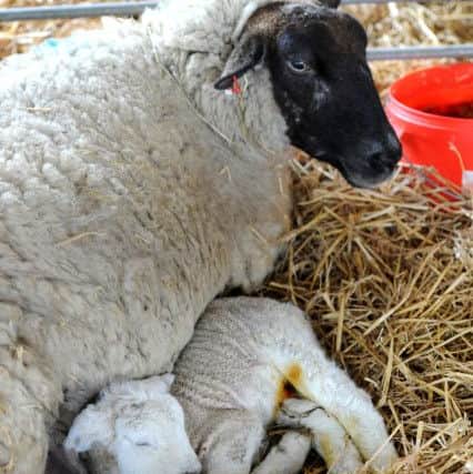 Open Lambing at Gaston Farm, School Hill, Slindon, West Sussex. Pic Steve Robards SR1609919 SUS-160804-172918001