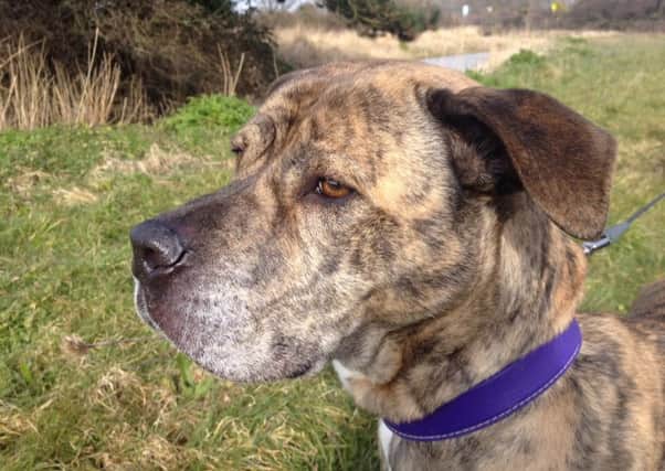 Meecha, the Mastiff, who is looking for a new home after 18 MONTHs at a shelter in Clymping SUS-161104-142454001