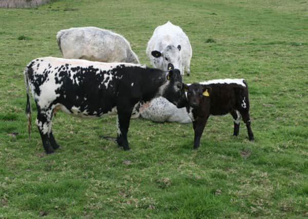 Tony Welwig sent us this picture of a British White mother and calf at Hastings Country Park