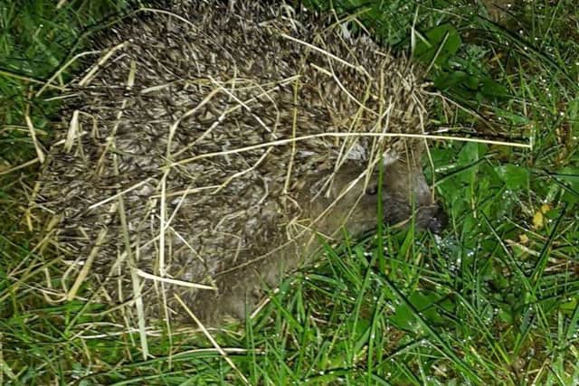 Dracula the hedgehog was released in Stone Cross by East Sussex Wildlfie Rescue and Ambulance Service cQo5u_Bfm3O70ZecnAzQ