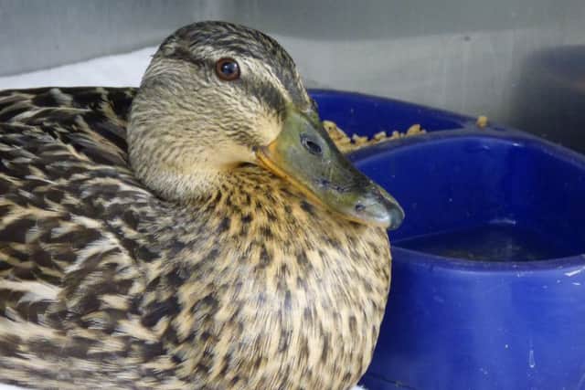 The mallard saved in Hurst Green after being hit by a car