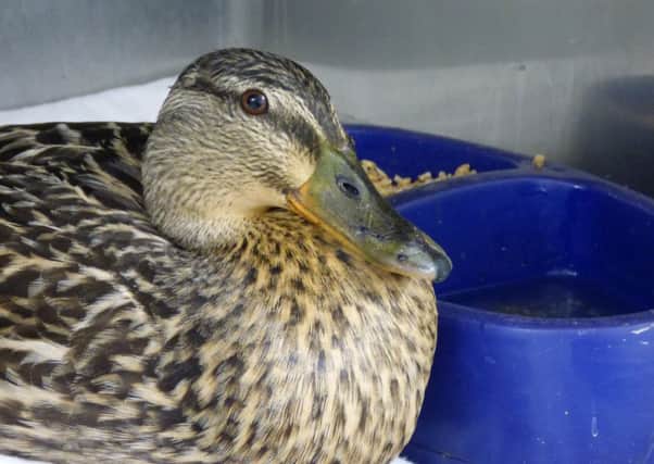 The mallard saved in Hurst Green after being hit by a car