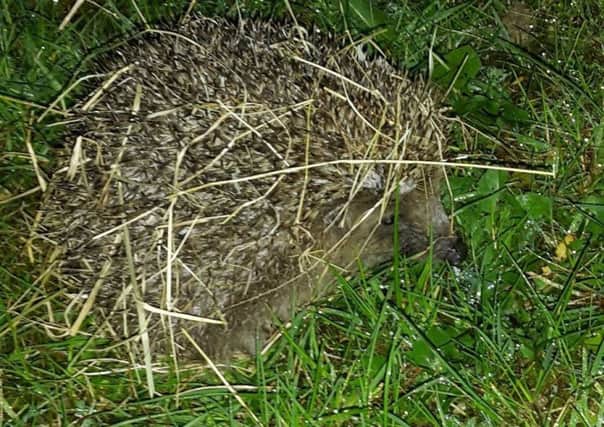Dracula, hedgehog being released in Stone Cross SUS-160418-101905001