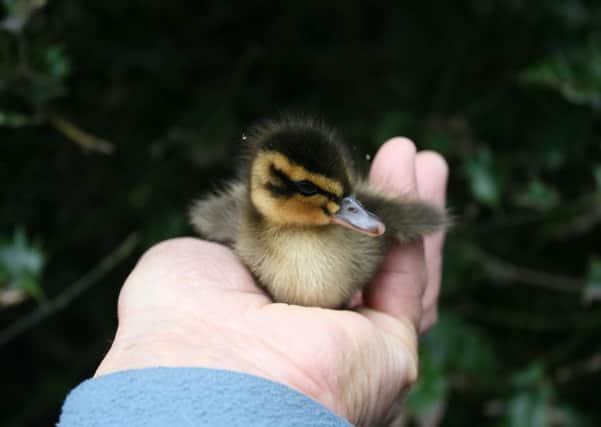 Lucky 2, the duckling rescued off the road in Guestling Green