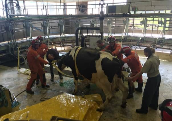 Technical rescue unit officers rescuing Elaine the cow