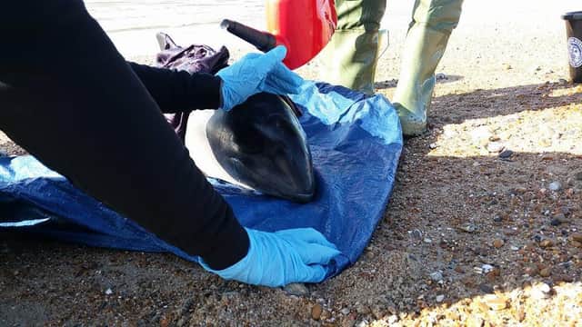 Porpoise stranded in Normans Bay SUS-160424-135130001