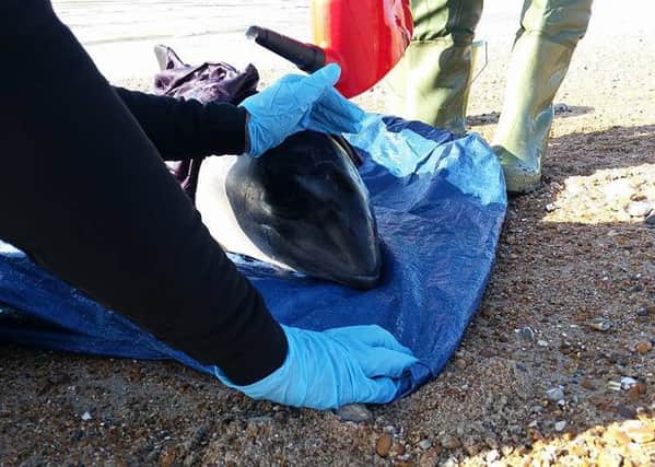 Porpoise Rescue At Normans Bay SUS-160425-091929001