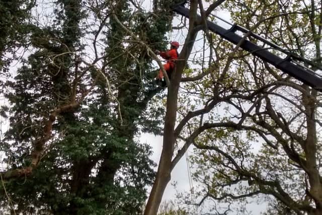 Firefighters rescue pet cat Zeus from a 50ft tree near his home in Burgess Hill SUS-160426-100310001