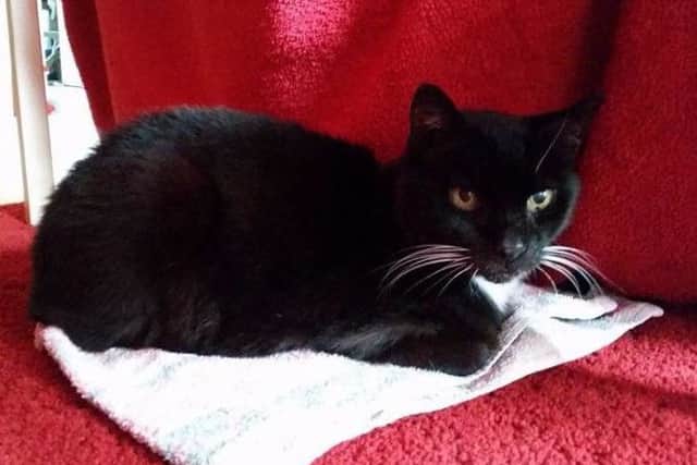 Crawley Cat's Protection are looking for a home for Jack - picture submitted