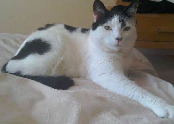 Crawley Cat's Protection are looking for a home for Leo - picture submitted