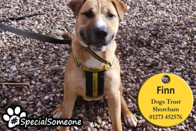 Crossbreed Finn is extremely bright and eager to learn