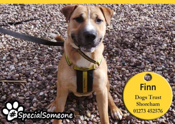 Crossbreed Finn is extremely bright and eager to learn