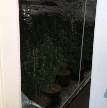 The cannabis police seized estimated to be worth Â£60,000. Photo: @Hastings_police