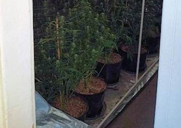Police believe the cannabis could be worth Â£60,000